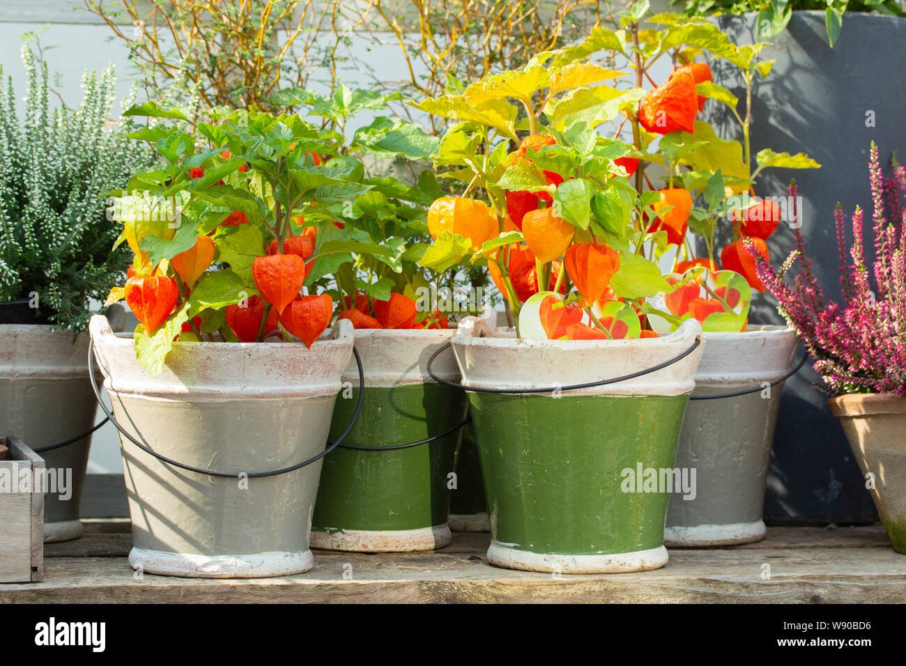 Orange Physalis with green leaves in ceramic pots. Beautiful bright farm plants Physalis red pepper, Mexican tomato Tomatillo. Vegetables in pots, har Stock Photo
