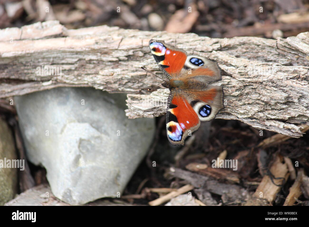 A butterfly sitting on a tree bark Stock Photo Alamy