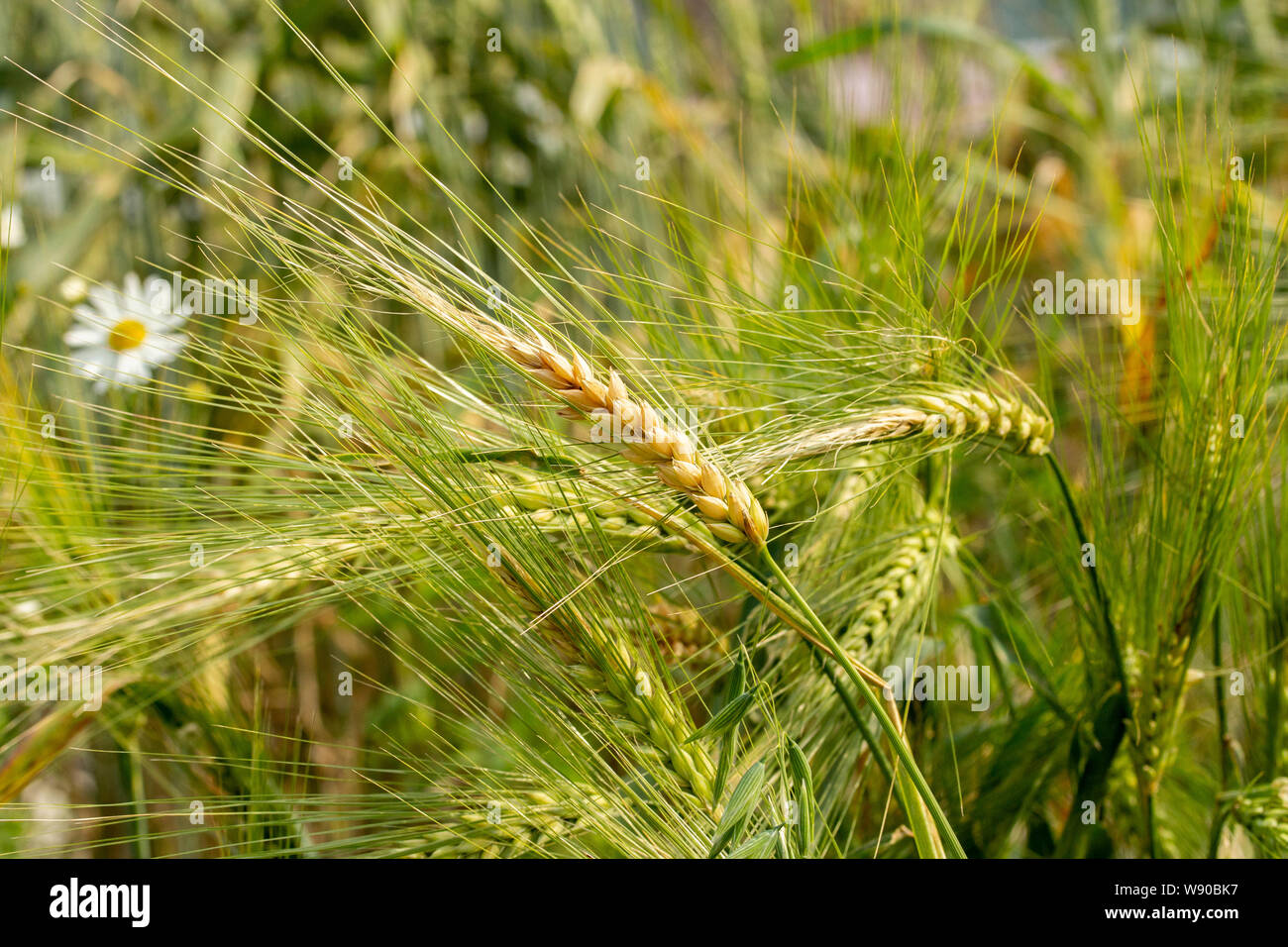 Long Stem Spines Hi res Stock Photography And Images Alamy