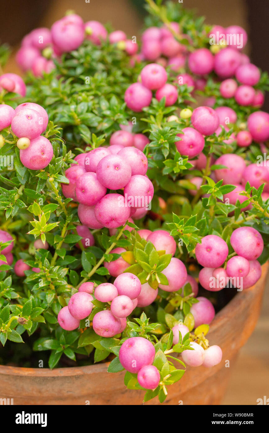 Pernettya Pinkberry Berry. Decorative evergreen shrub of the