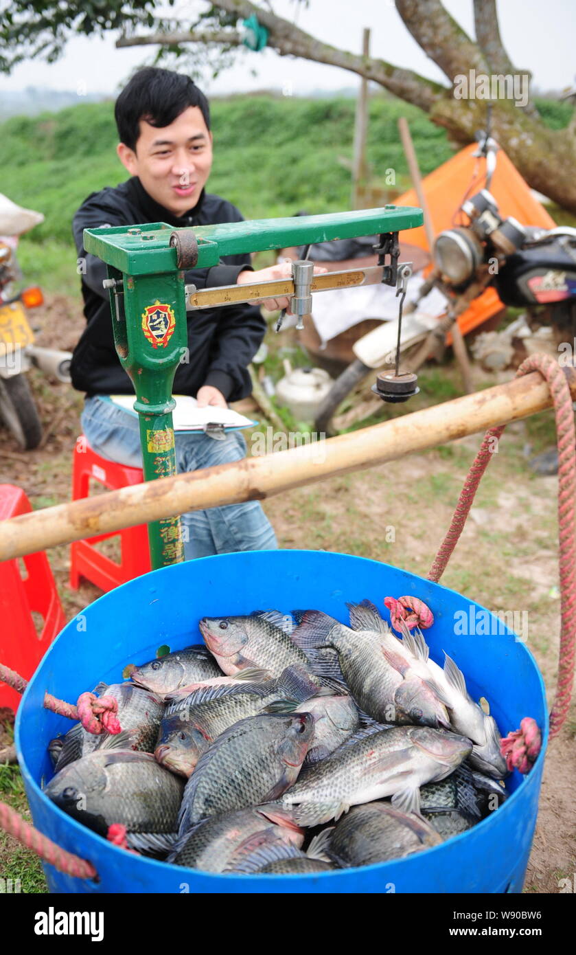 Tilapia breeding hires stock photography and images Alamy