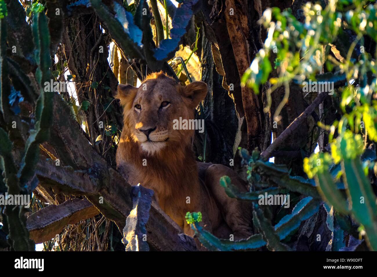Lion sitting in the middle of trees near cactus on a sunny day Stock Photo