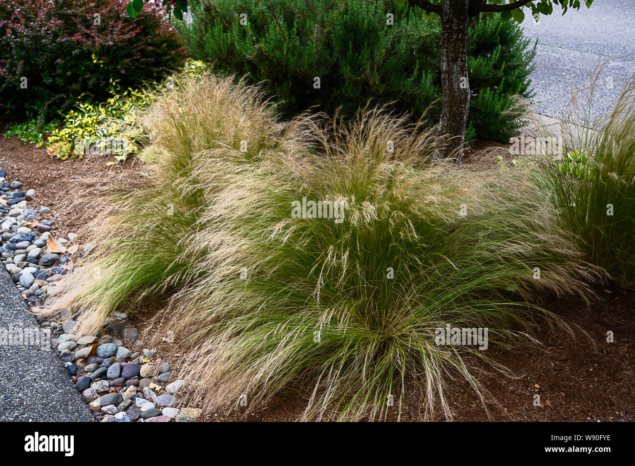 Front garden of a property in Madison Park, Seattle Stock Photo