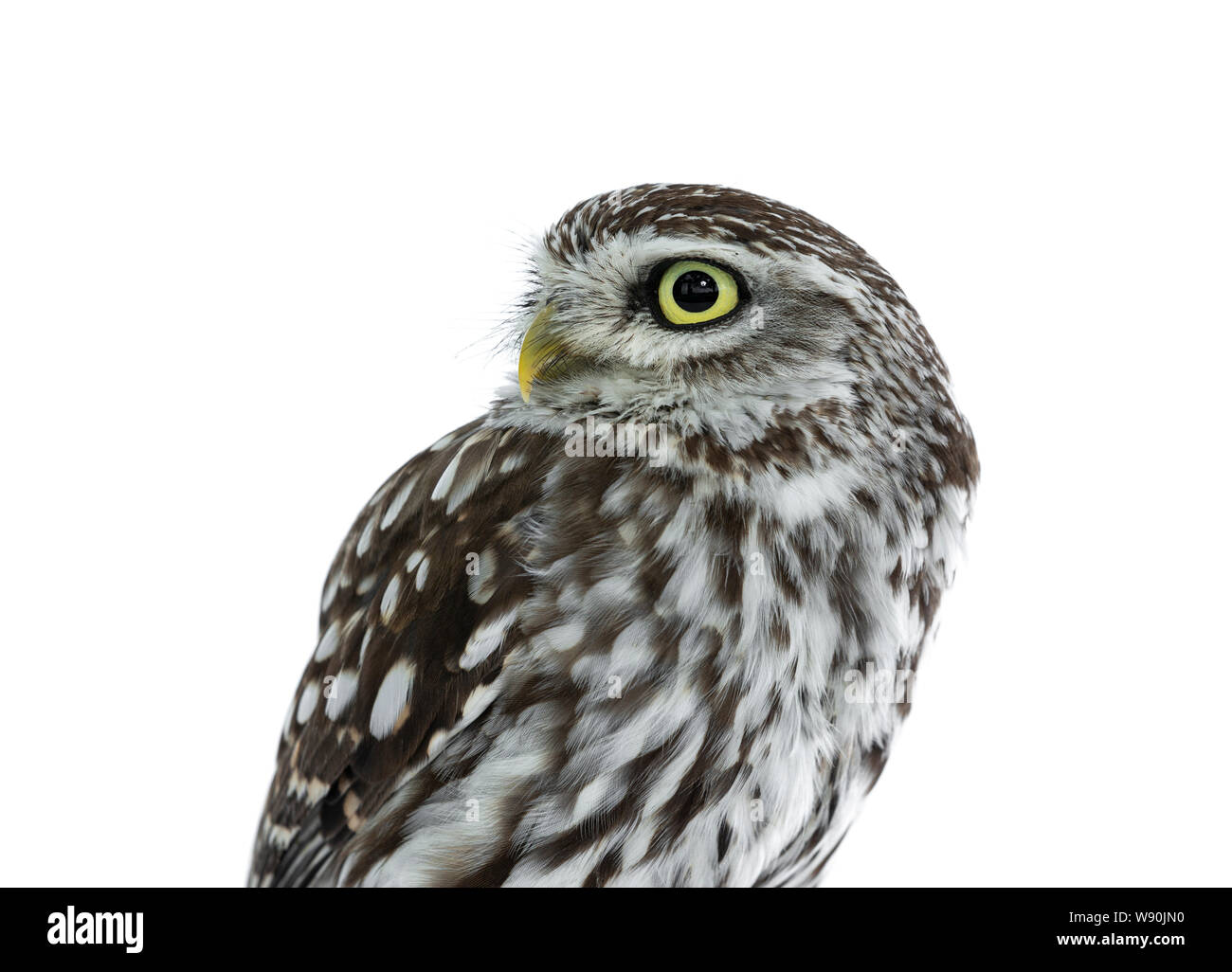 Head shot of brown white young Little Owl. Looking to the side with yellow eyes. Isolated on white background. Stock Photo