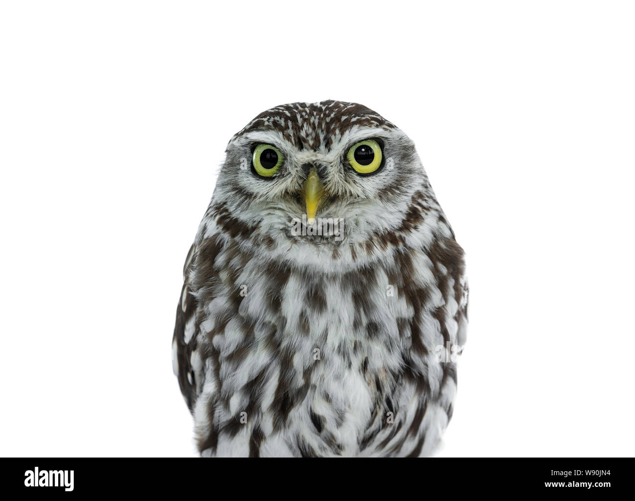 Head shot of brown white young Little Owl. Looking straight to camera with yellow eyes. Isolated on white background. Stock Photo