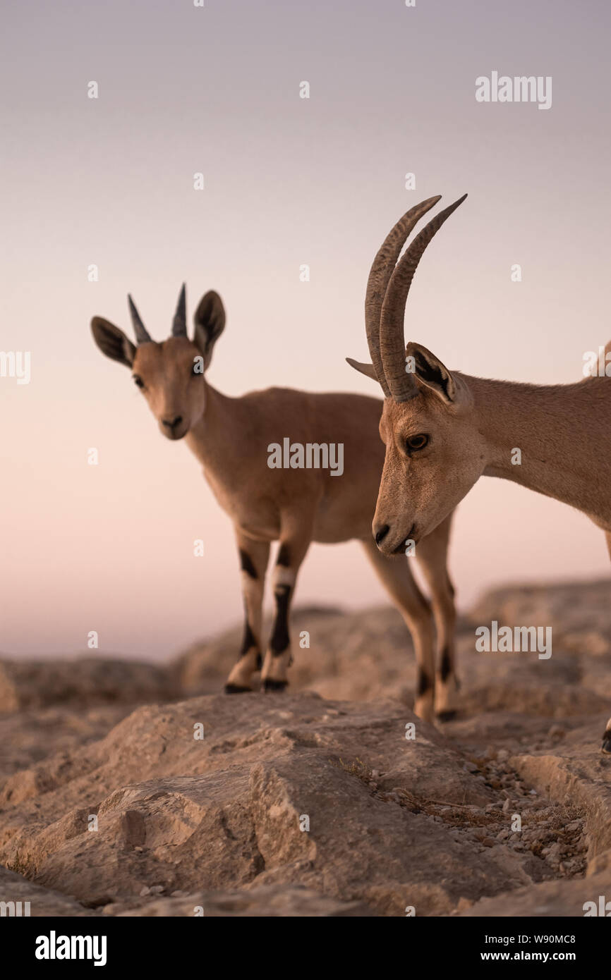 Nubian Ibex (Capra Nubiana) at Sunrise at the Ramon Crater (Makhtesh Ramon) in Israel's Negev Desert Stock Photo