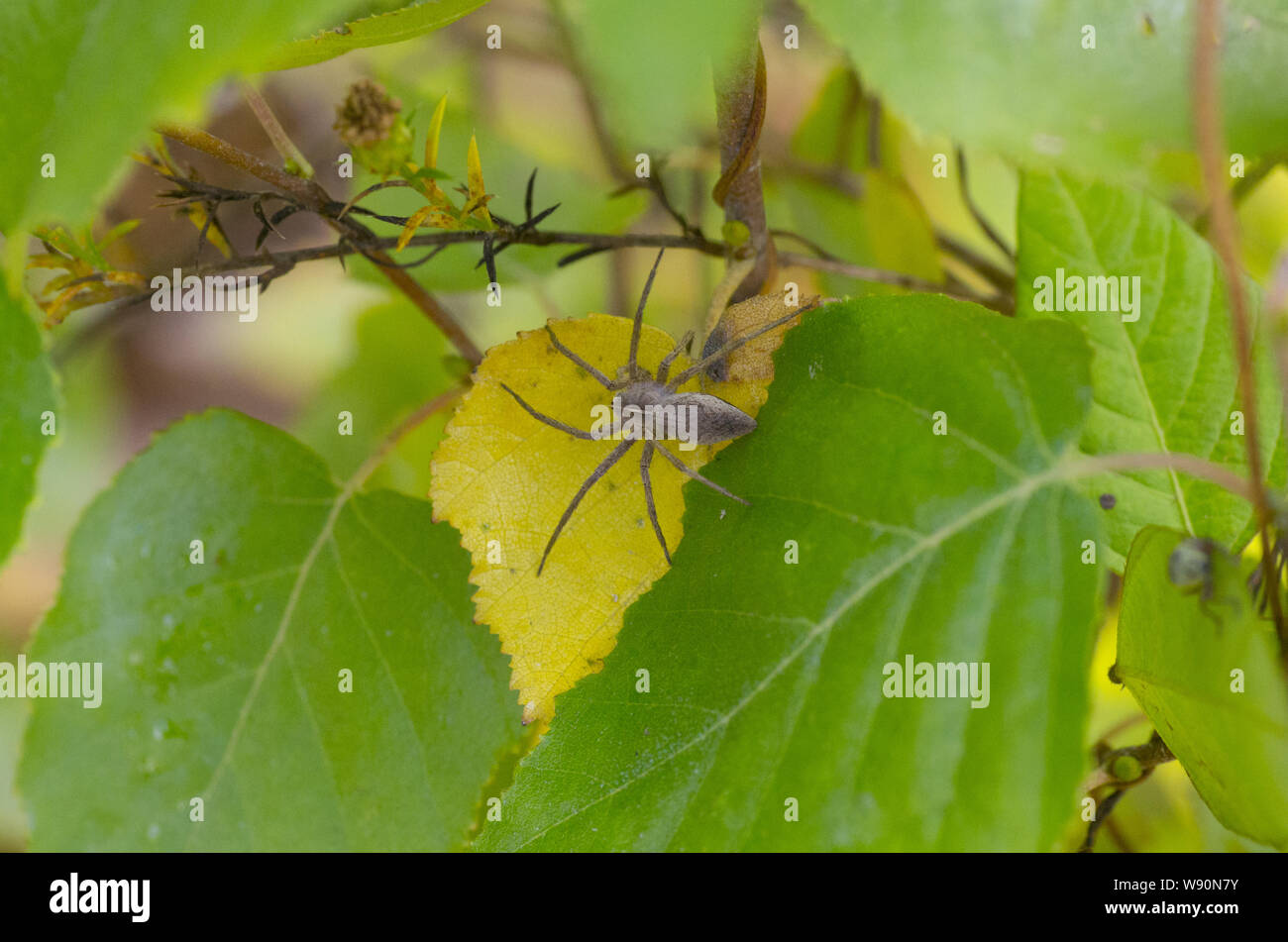 spider on the leaves Stock Photo - Alamy