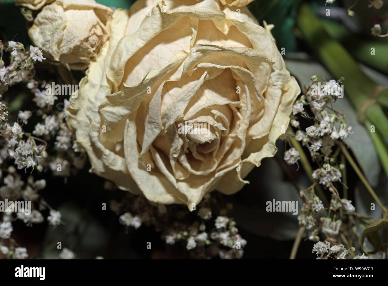 Old Dried cream rose from a wedding bouquet Stock Photo - Alamy