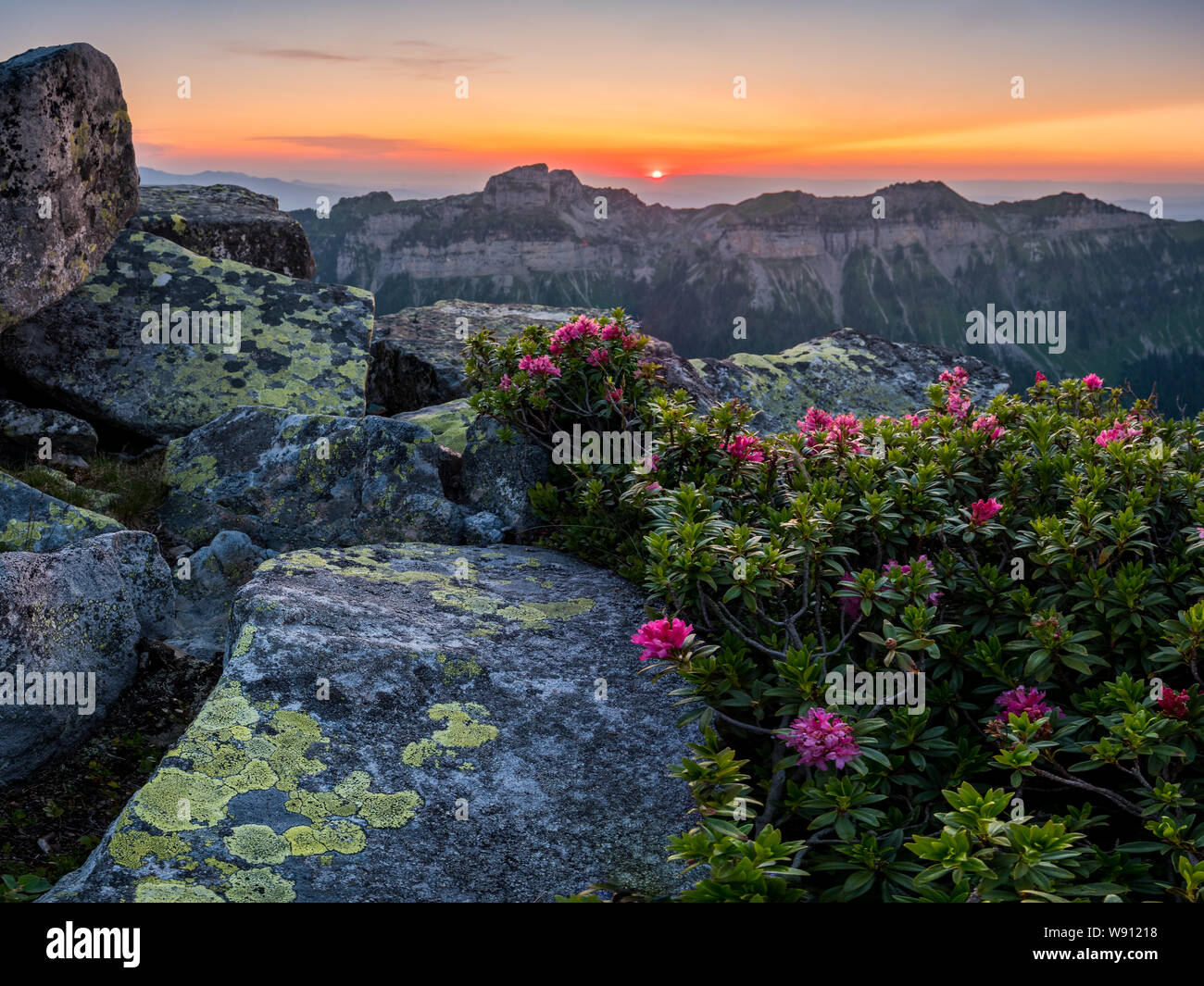 Sonnenuntergang mit Alpenrosen auf dem Burgifeldstand Stock Photo