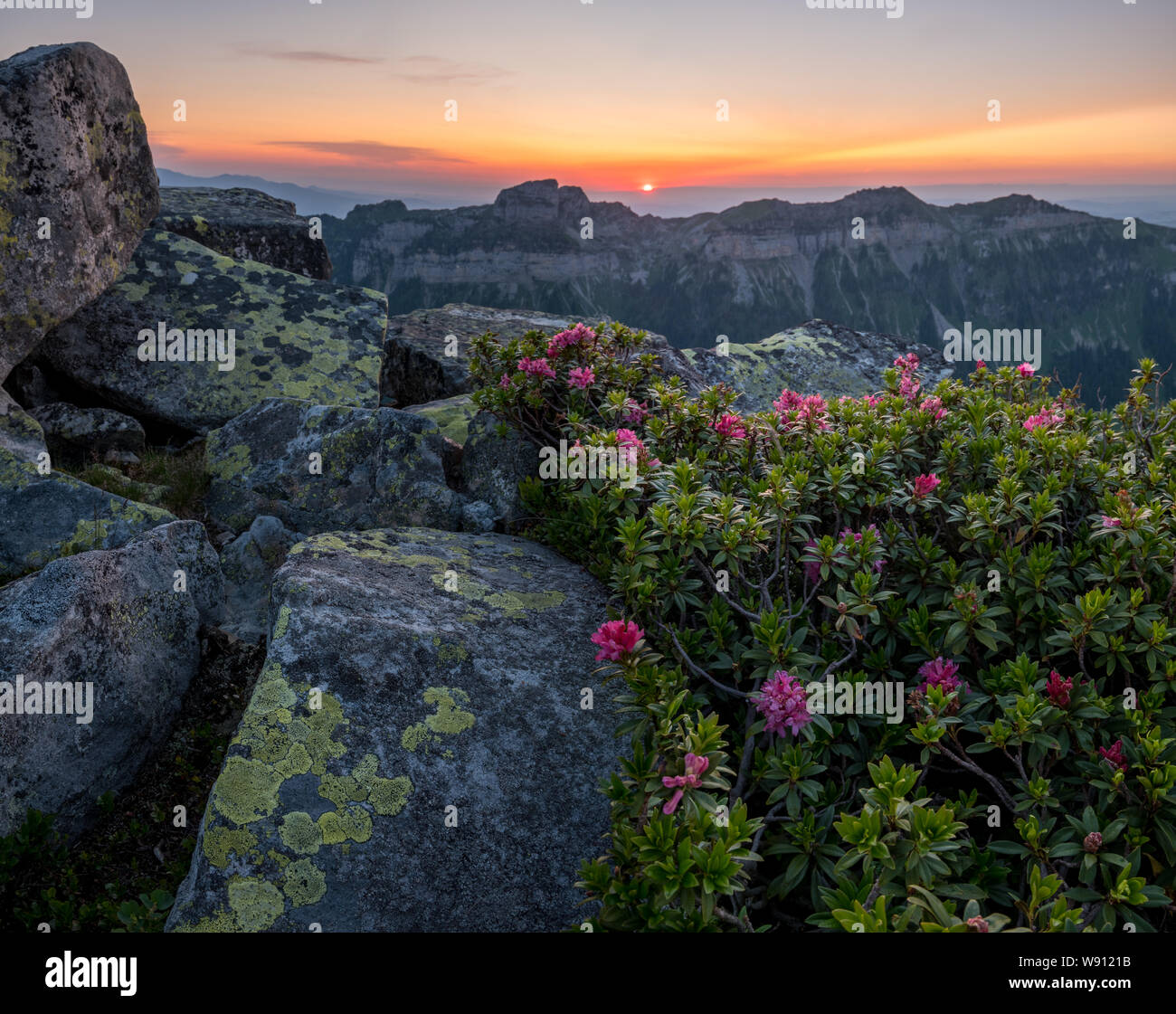 Sonnenuntergang mit Alpenrosen auf dem Burgifeldstand Stock Photo