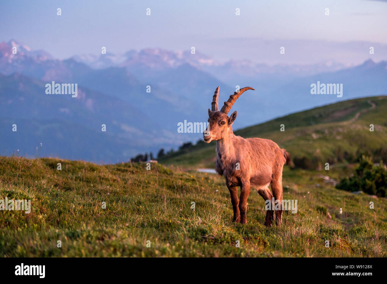 Junger Steinbock in Abendstimmung in Alpwiese im Berner Oberland Stock Photo