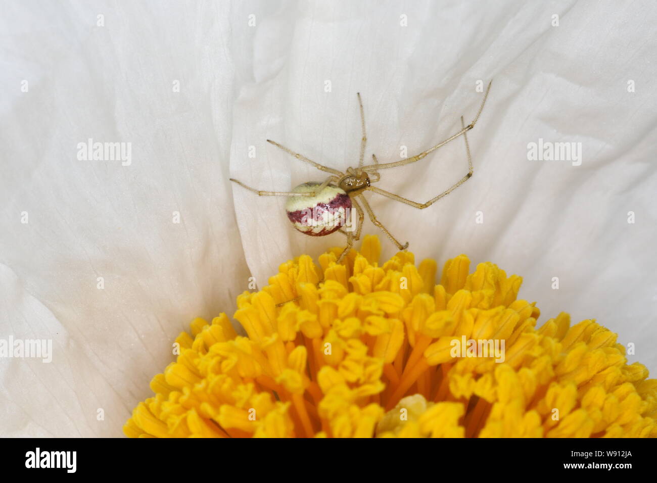 Candy-striped Spider - on Romneya Flower Enoplognatha ovata Essex, UK IN001144 Stock Photo