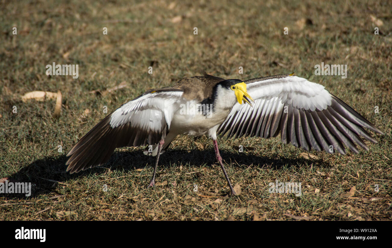 Masked Lapwing (Spur-winged Plover Stock Photo - Alamy