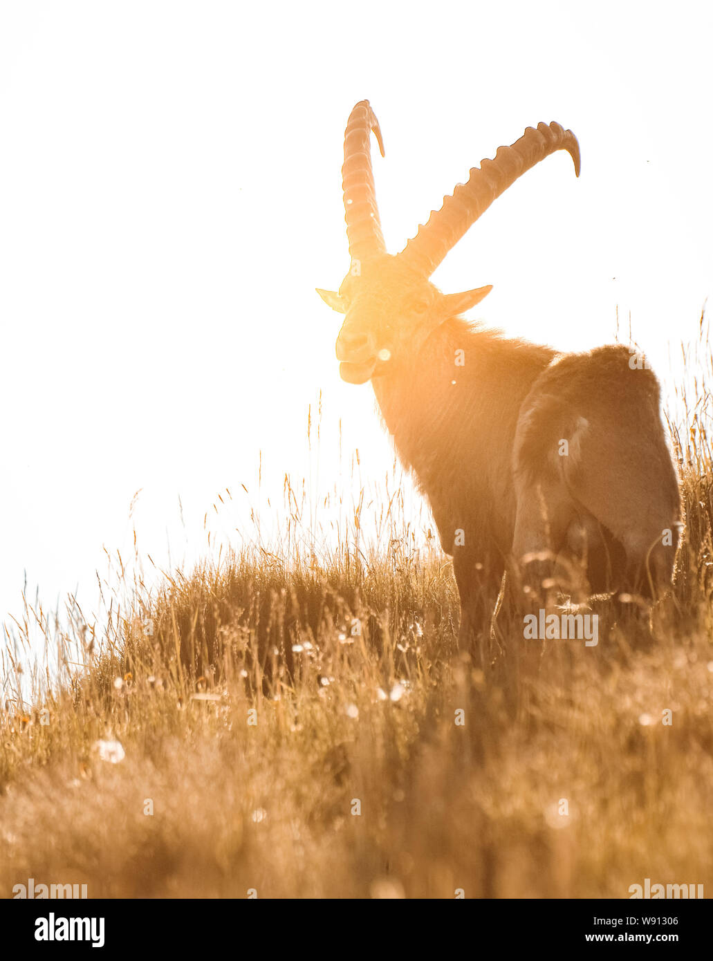 backlit silhouette of an male ibex in the swiss alps Stock Photo Alamy