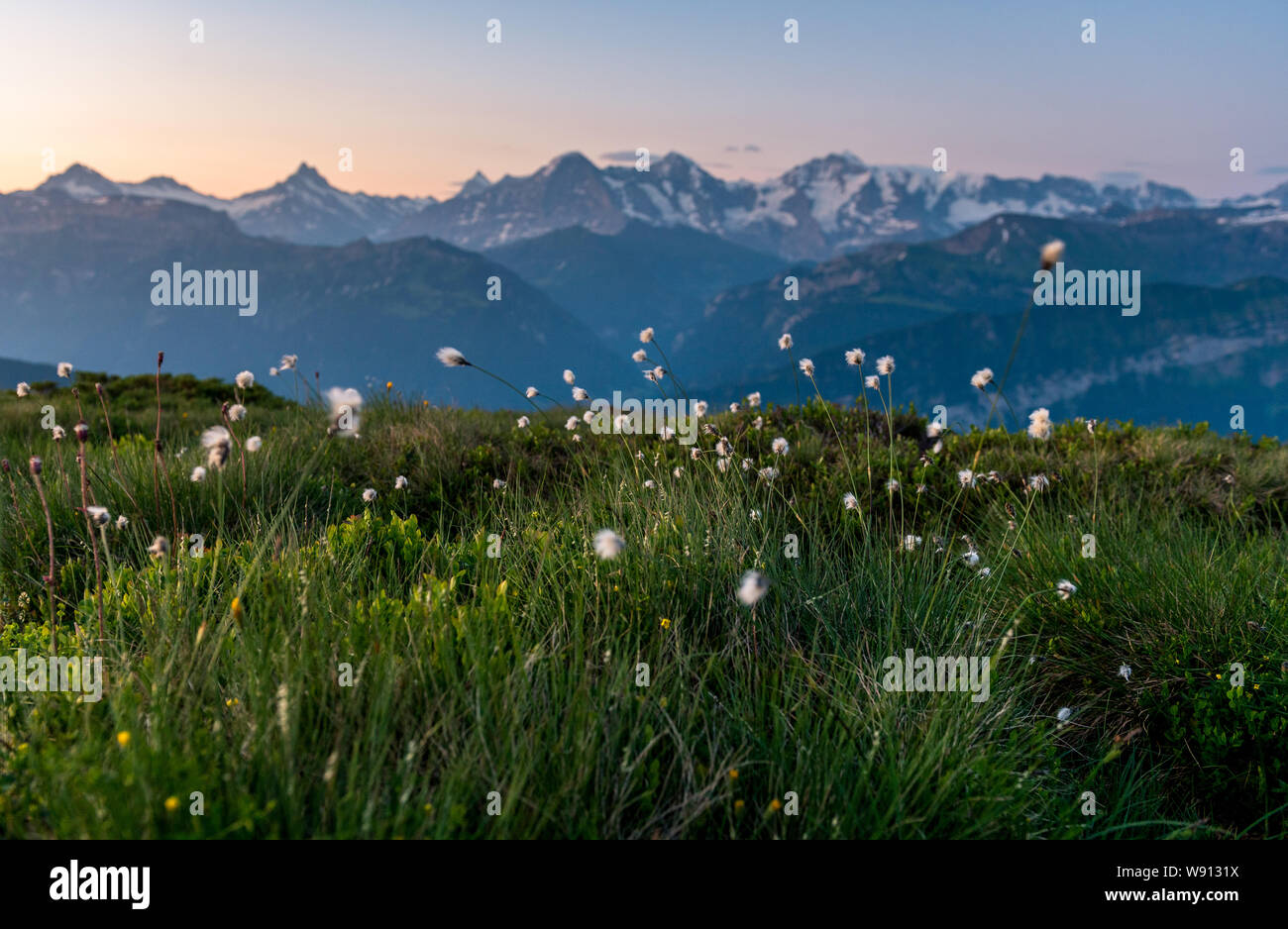 Alpen-Wollgras vor Eiger, Mönch und Jungfrau Stock Photo