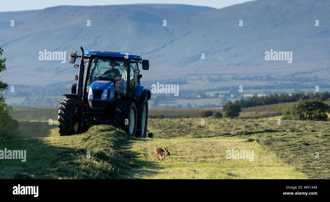 Brown Hare running in front of a tractor and baler at hay time, Cumbria, UK. Stock Photo