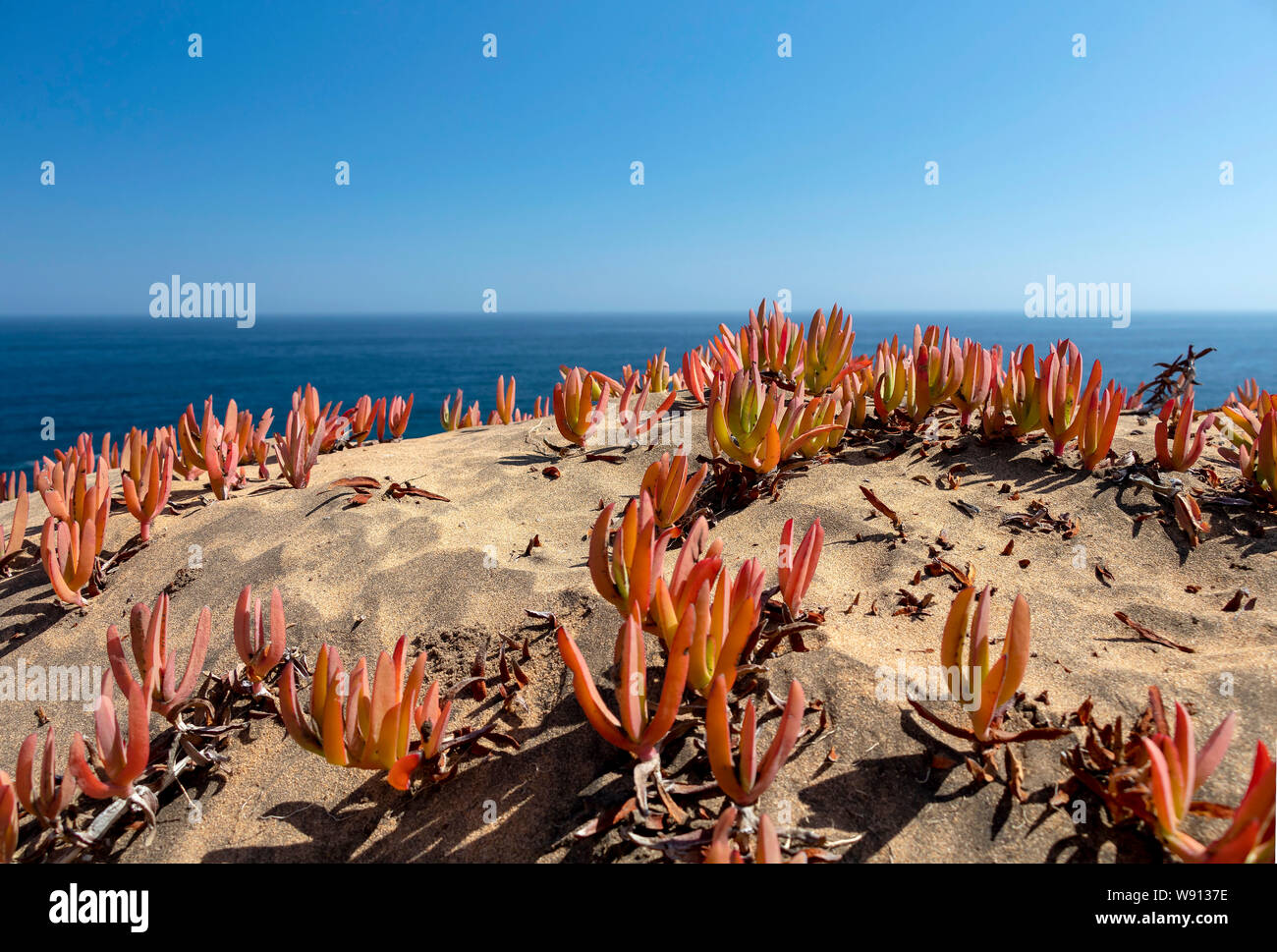 Sand dunes Concon with seaside flora: dune grass and red ice plants in autumn Stock Photo