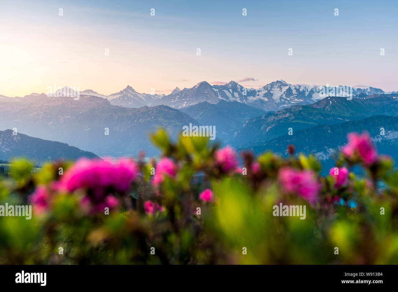 Morgenstimmung mit Alpenrosen vor den Berner Alpen mit Eiger, Mönch und Jungfrau Stock Photo