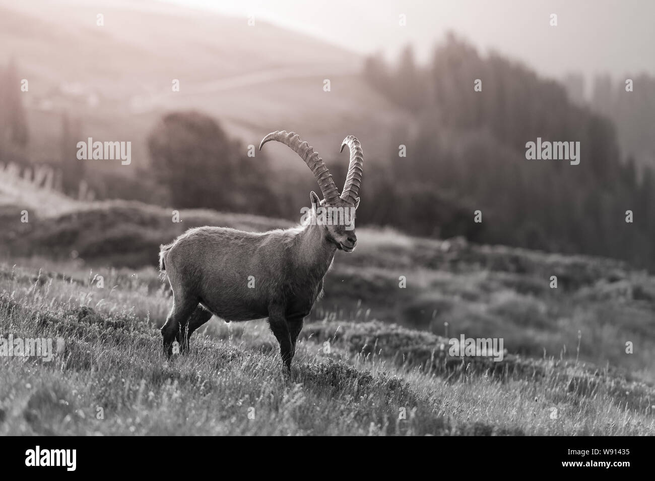 Prächtiger männlicher Alpen-Steinbock im Gegenlicht eines Sommermorgens Stock Photo