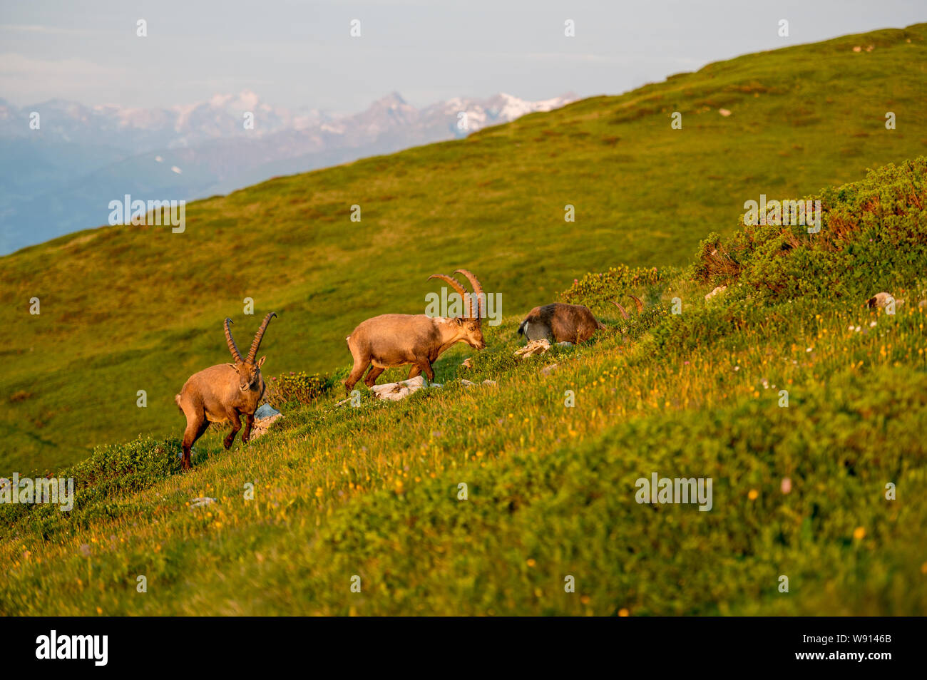 Prächtiger männlicher Alpen-Steinbock im Morgenlicht in den Berner Alpen Stock Photo