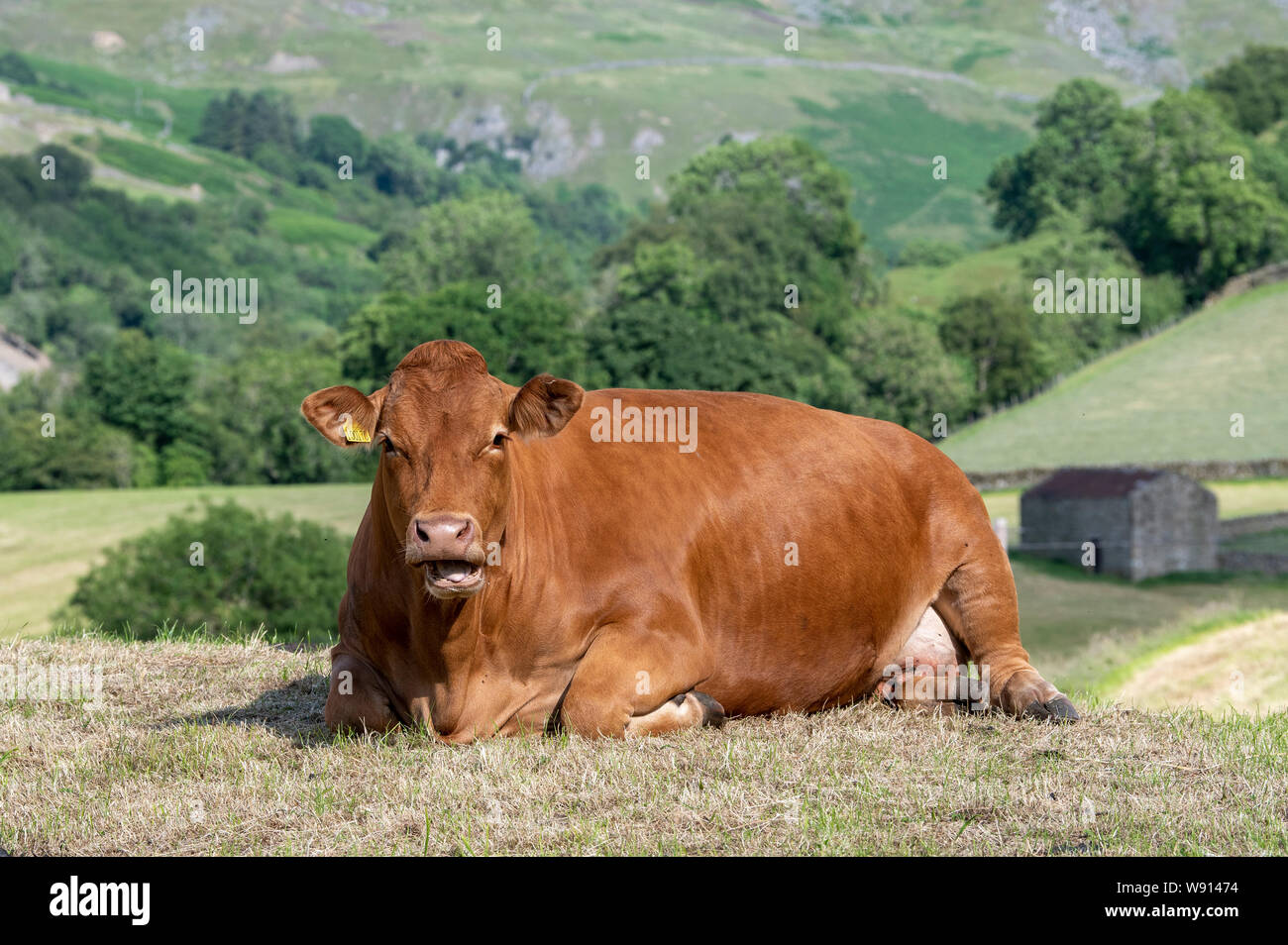 Limousin beef cow sat in freshly harvested meadow, in Keld, Swaledale, North Yorkshire, UK. Stock Photo