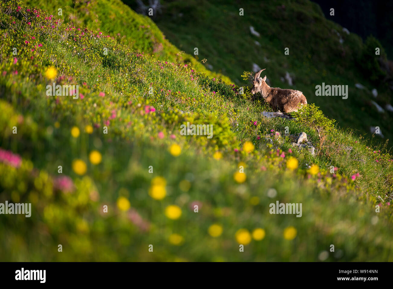 junger Steinbock in Alpwiese in den Berner Alpen Stock Photo