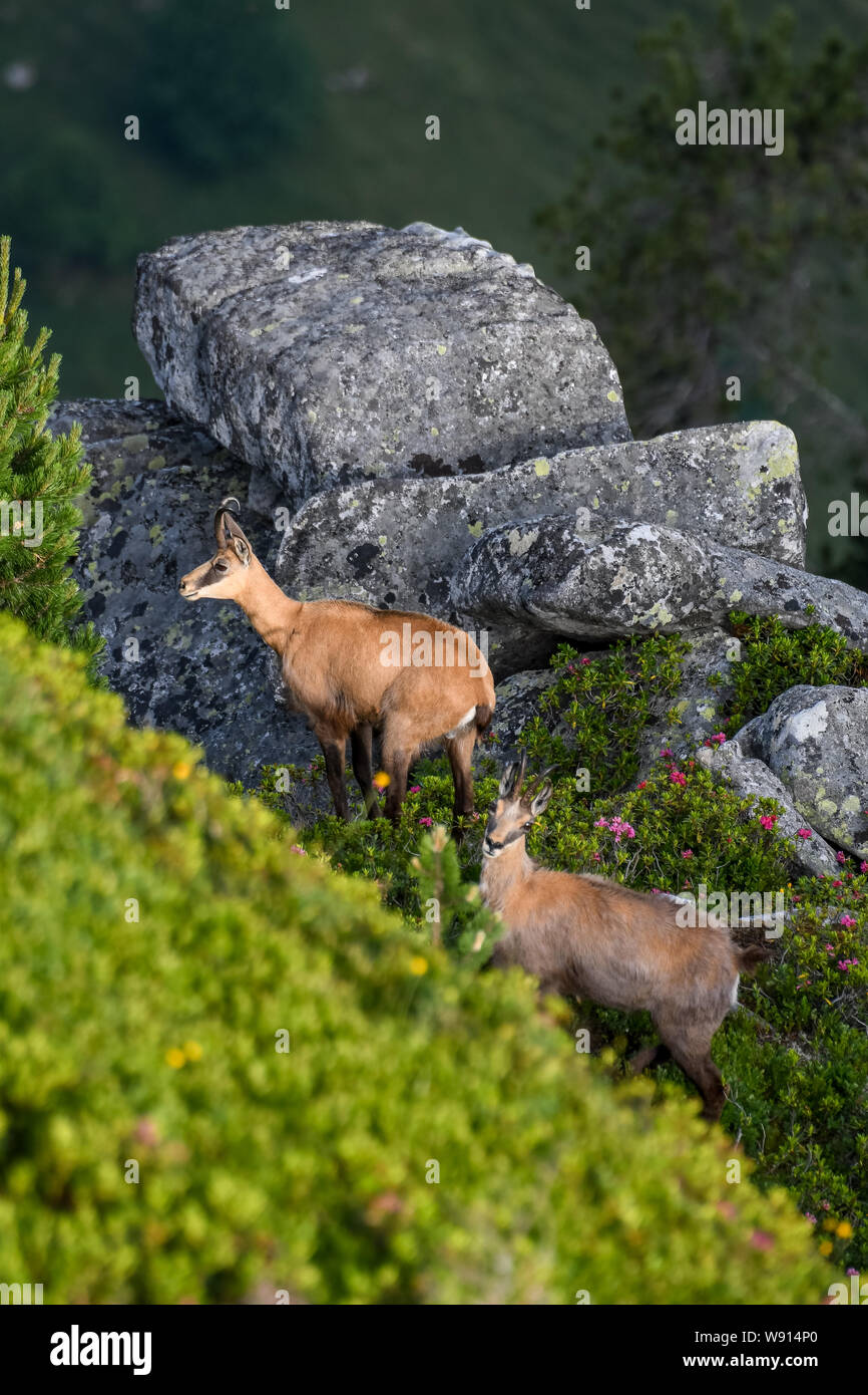 Gämse bei Felsen im Morgenlicht Stock Photo