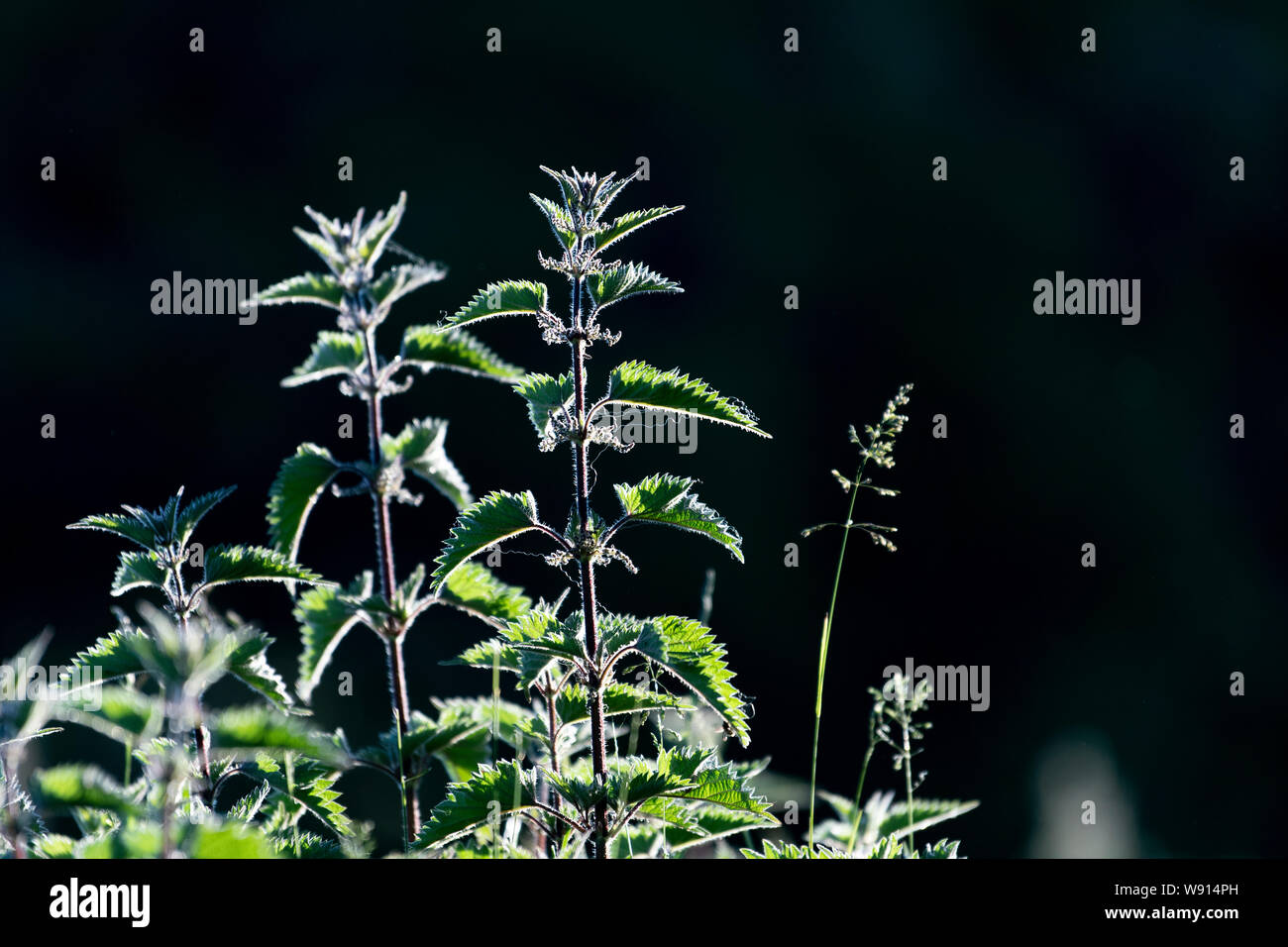 Backlit nettles, Urtica dioica, in early summer. UK. Stock Photo