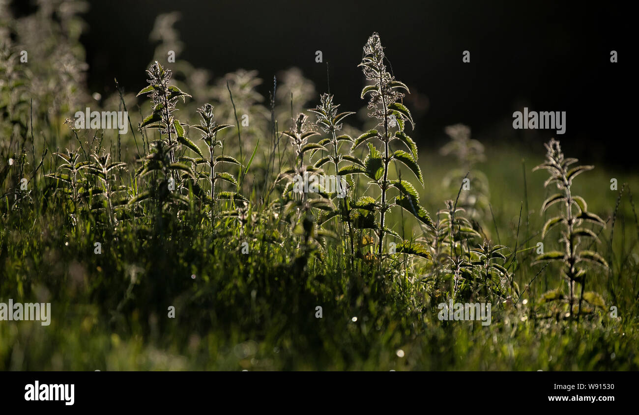 Backlit nettles, Urtica dioica, in early summer. UK. Stock Photo