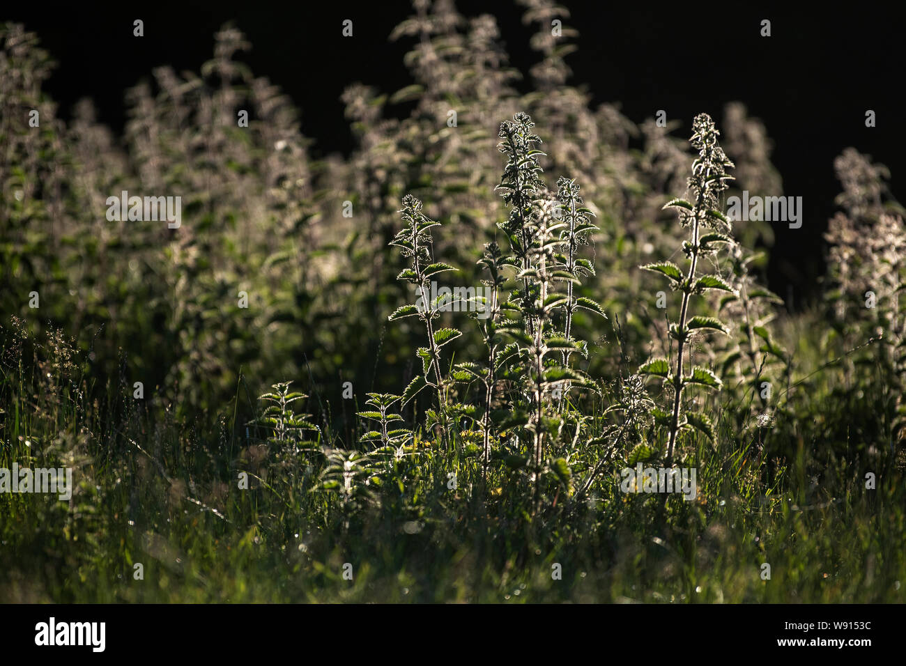 Backlit nettles, Urtica dioica, in early summer. UK. Stock Photo
