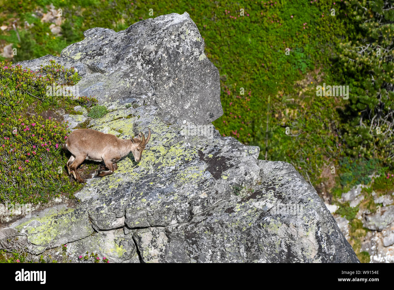 Steinbock-Weibchen auf Felsenvorsprung in den Berner Alpen Stock Photo