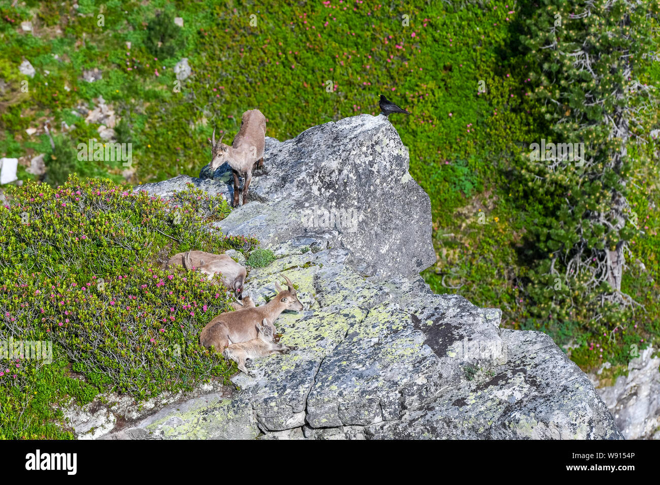 Steinbock Herde auf Felsenvorsprung in den Berner Alpen Stock Photo