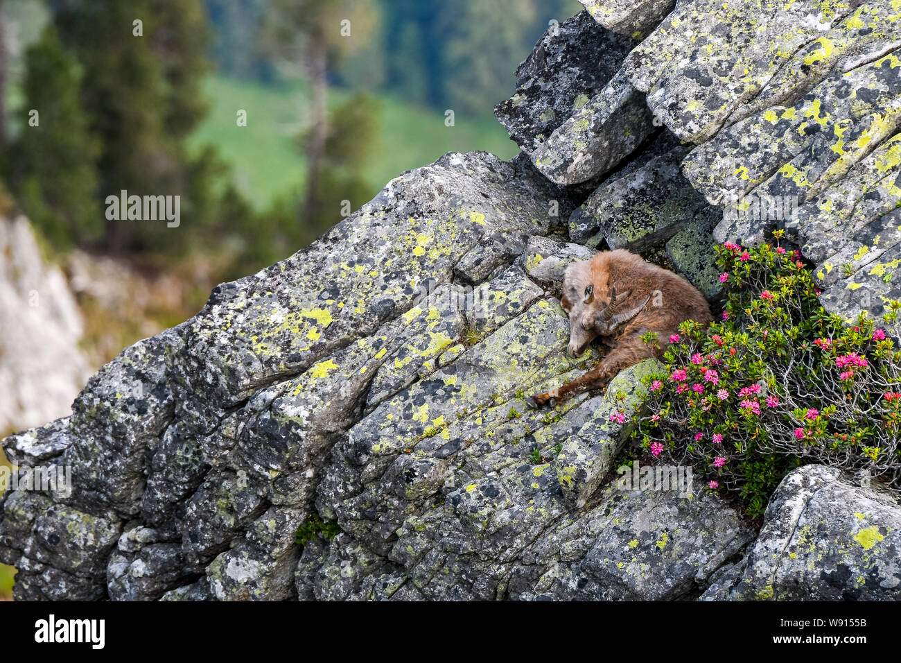 schlafender Steinbock auf Felsenvorsprung in den Berner Alpen Stock Photo