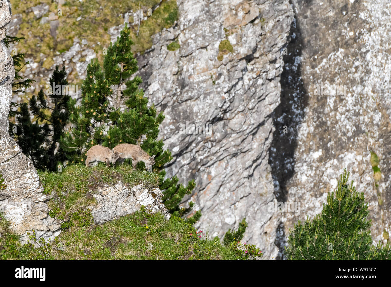 junge Steinböcke auf Felsenvorsprung in den Berner Alpen Stock Photo