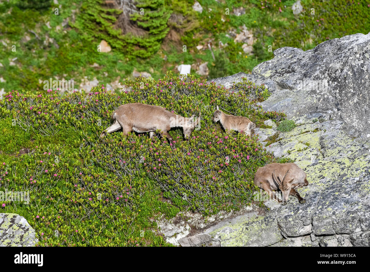 Herde Steinböcke auf Felsenvorsprung in den Berner Alpen Stock Photo