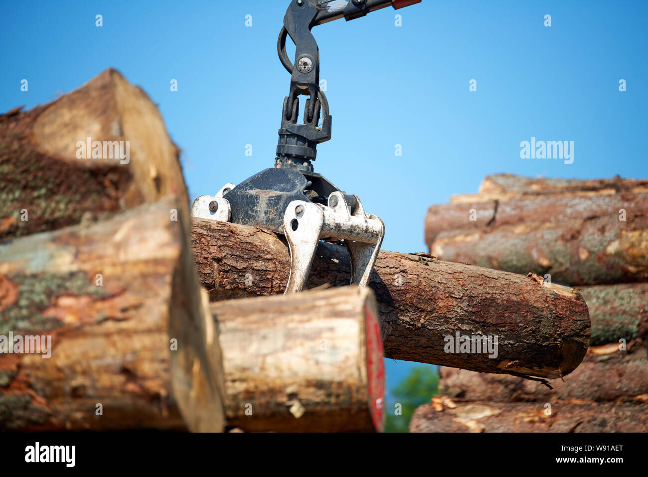 Heavy lifting crane loading cut wooden logs Stock Photo Alamy