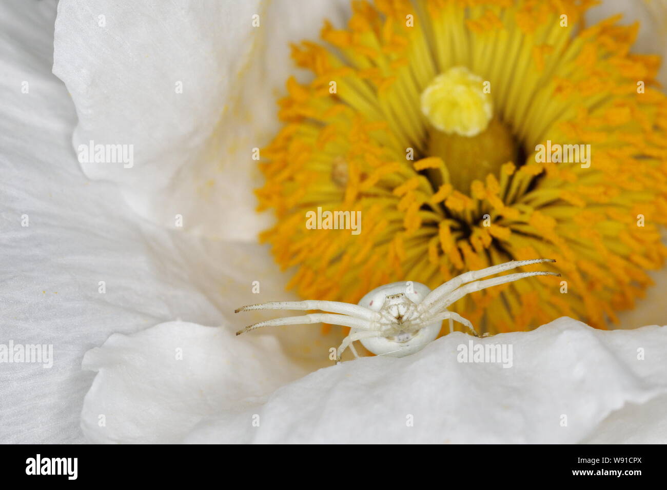 Flower crab spiders hi-res stock photography and images - Alamy