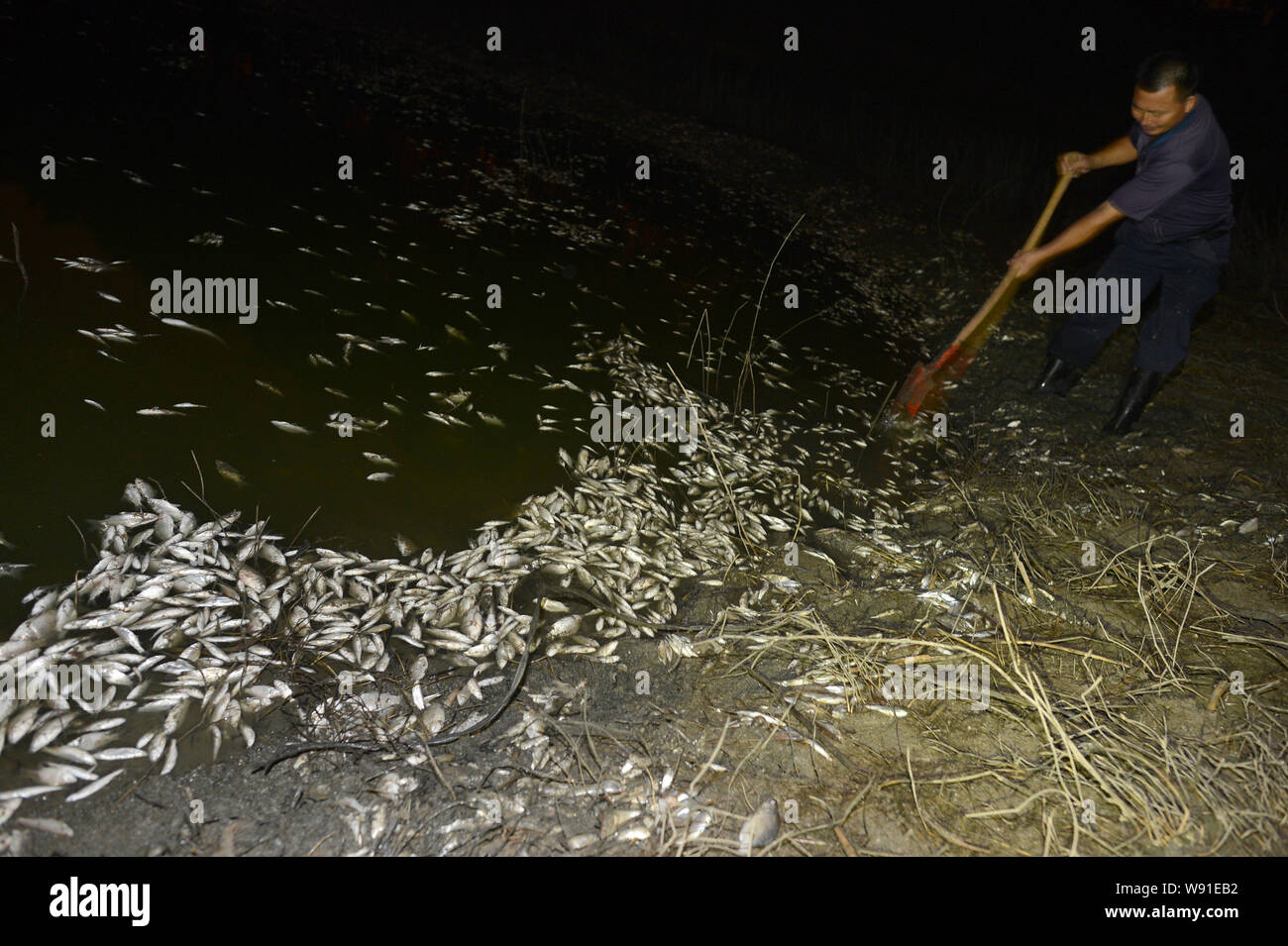 A Chinese cleaning staff collects dead fish floating in the Fu river after a chemical discharge, in Wuhan, central Chinas Hubei province, 2 September Stock Photo