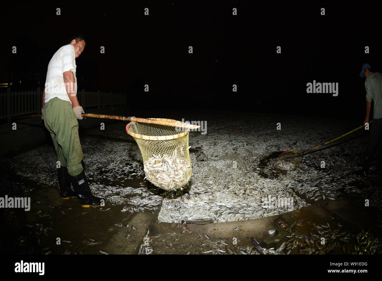 Chinese cleaning staff collect dead fish floating in the Fu river after a chemical discharge, in Wuhan, central Chinas Hubei province, 2 September 201 Stock Photo