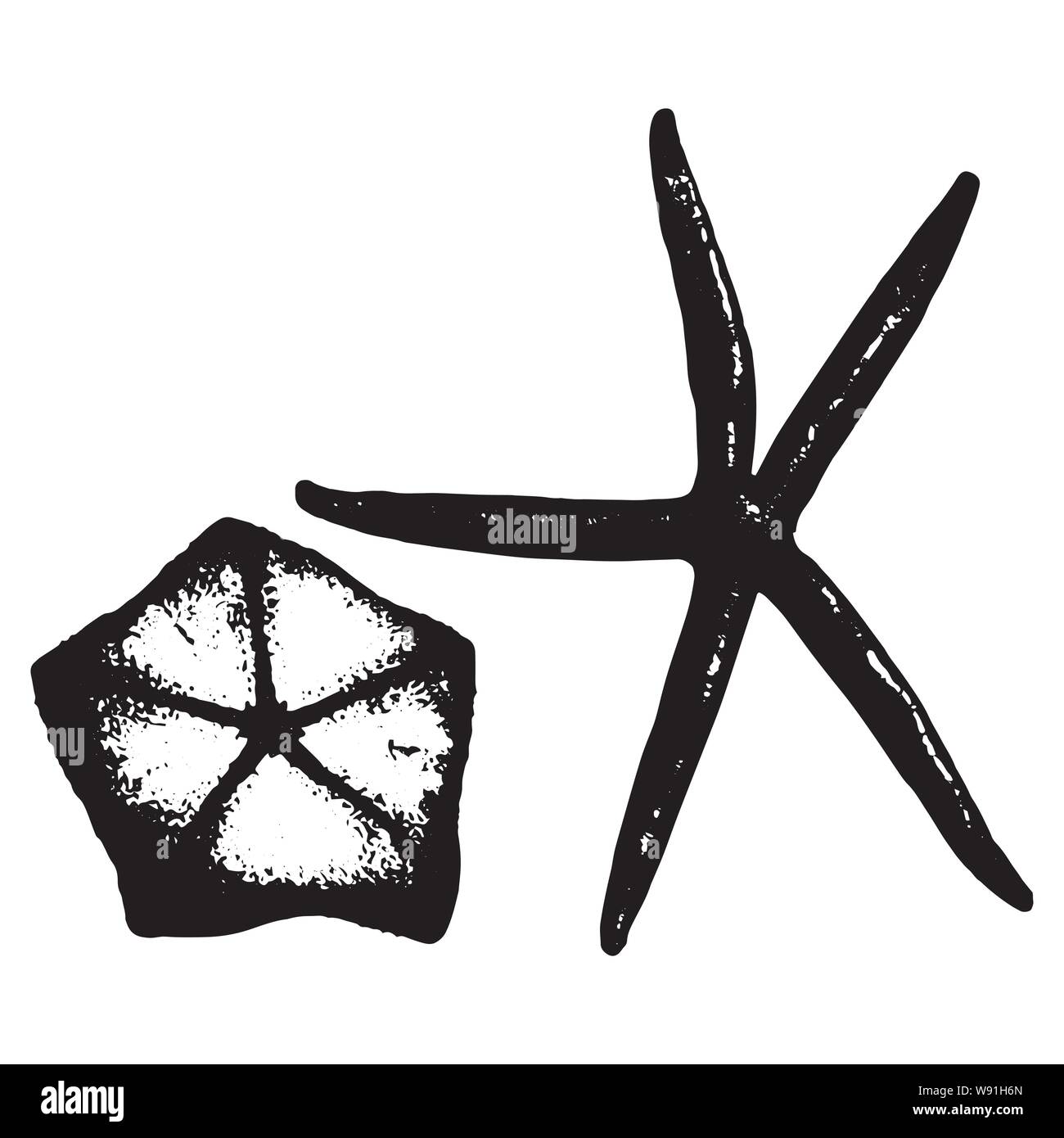 Vector illustration of two different sea stars in black and white Stock ...