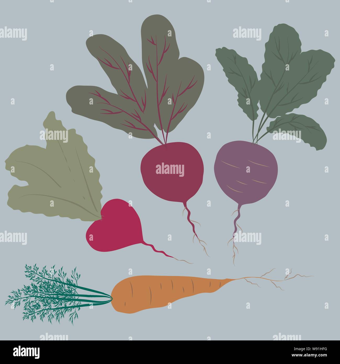Vector illustration. Set of four roots carrot, two radish and beet