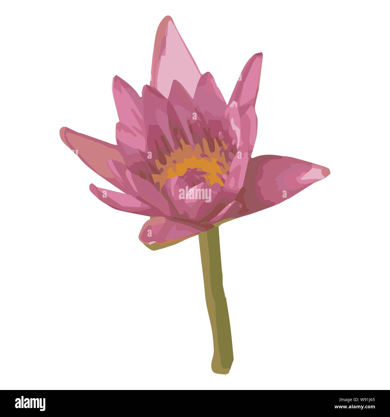 Vector illustration of pink lotus Stock Vector Image & Art - Alamy