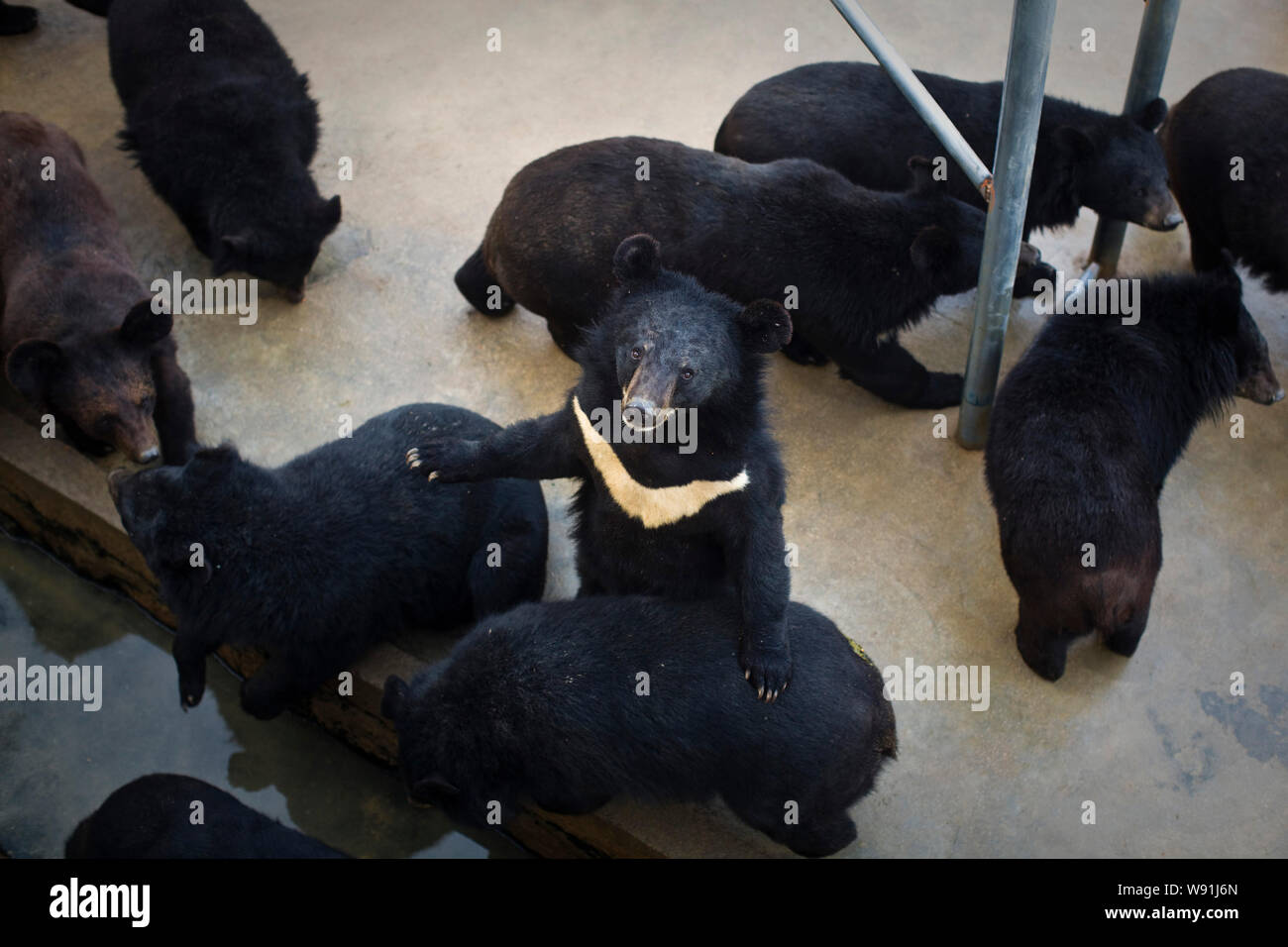 --FILE--Black bears are seen at a bear farm owned by Fujian Guizhentang Pharmaceutical Co., Ltd. in Huian county, Quanzhou city,, southeast Chinas Fuj Stock Photo