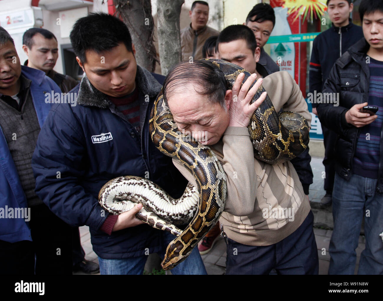 A Chinese man plays with a python to celebrate the upcoming Chinese ...