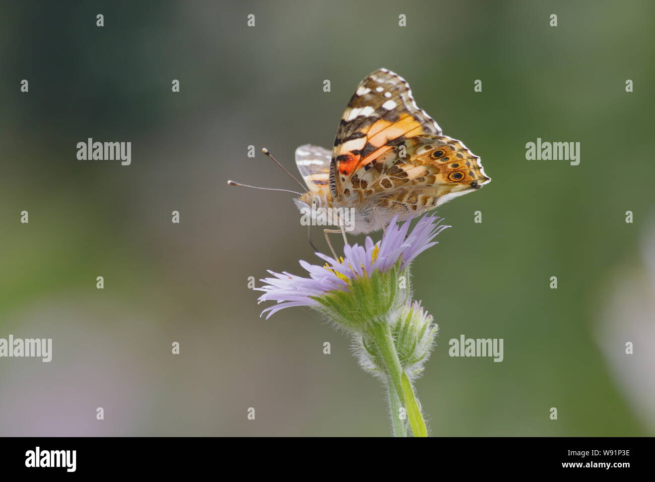 Painted Lady Butterfly - feeding on Erigeron Daisy Venessa cardui Essex,UK IN001258 Stock Photo