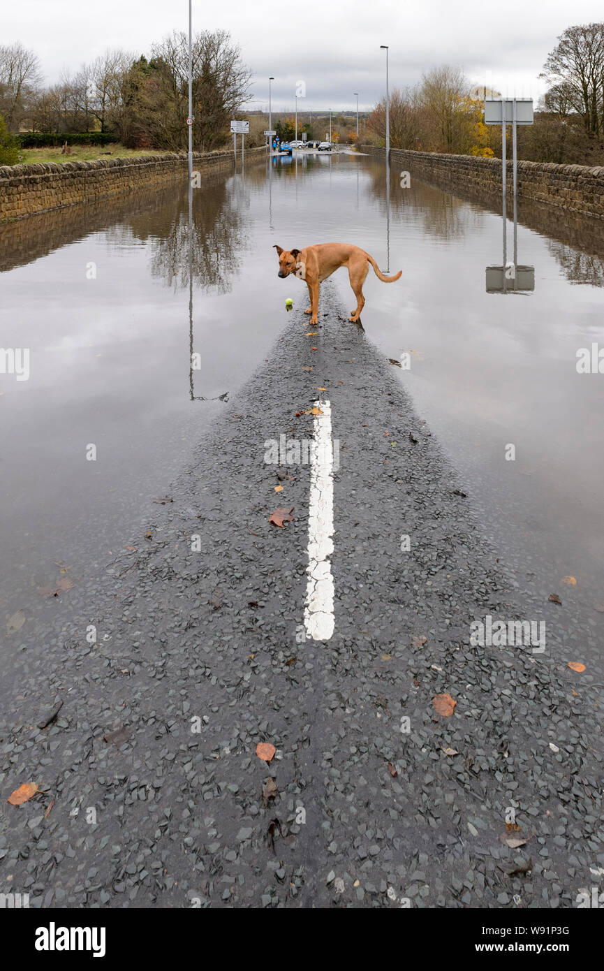 Flooding - dog standing with ball wanting to play (out of flood water) on dry patch of flooded road - Burley In Wharfedale, Yorkshire, England, UK. Stock Photo