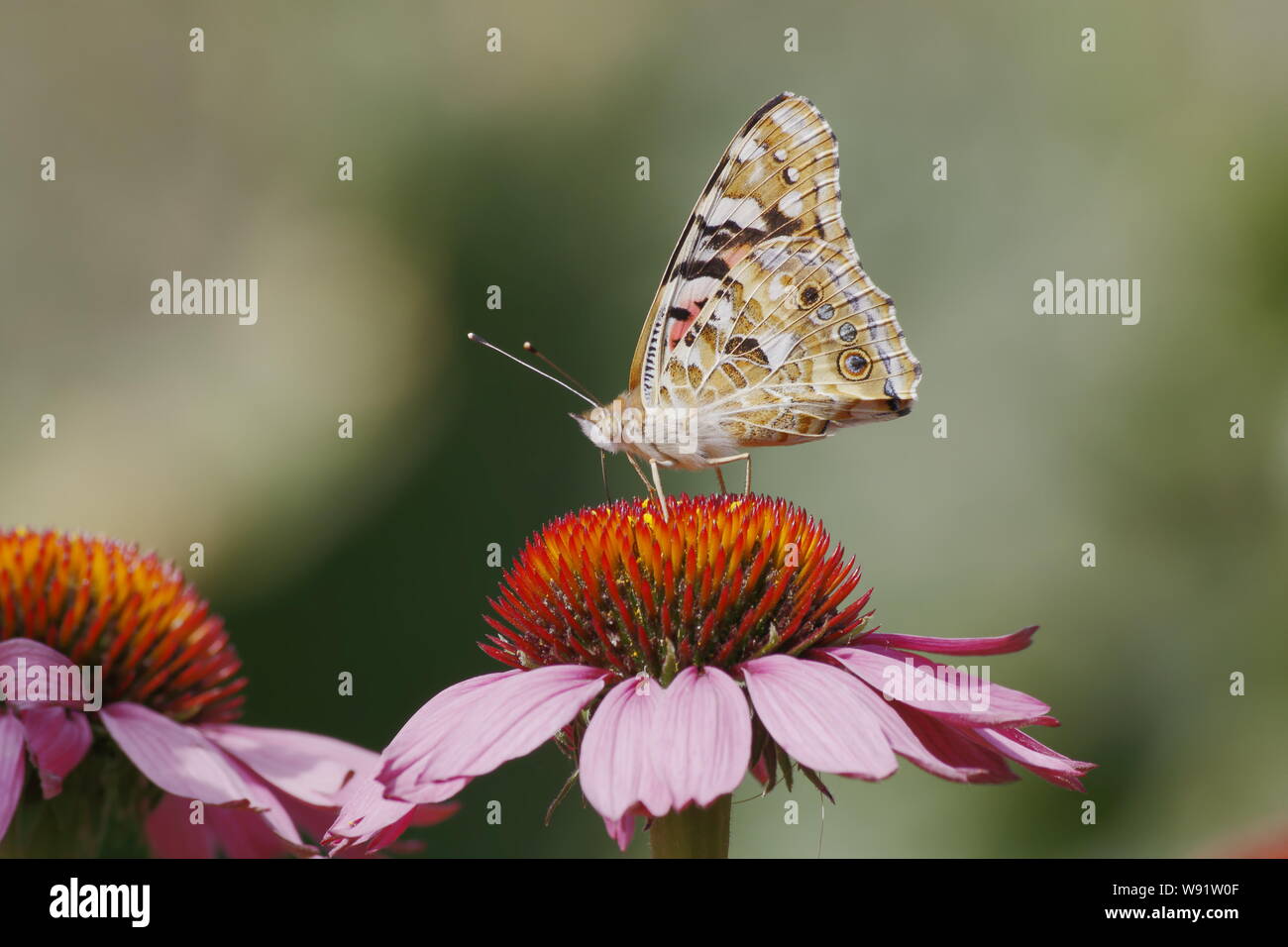 Painted Lady Butterfly - feeding on Echinacea flower Venessa cardui Essex,UK IN001275 Stock Photo