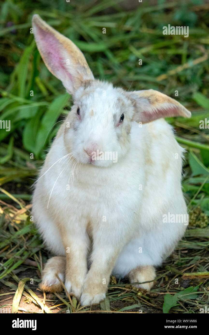 Close up of a white rabbit (Oryctolagus cuniculus) Stock Photo