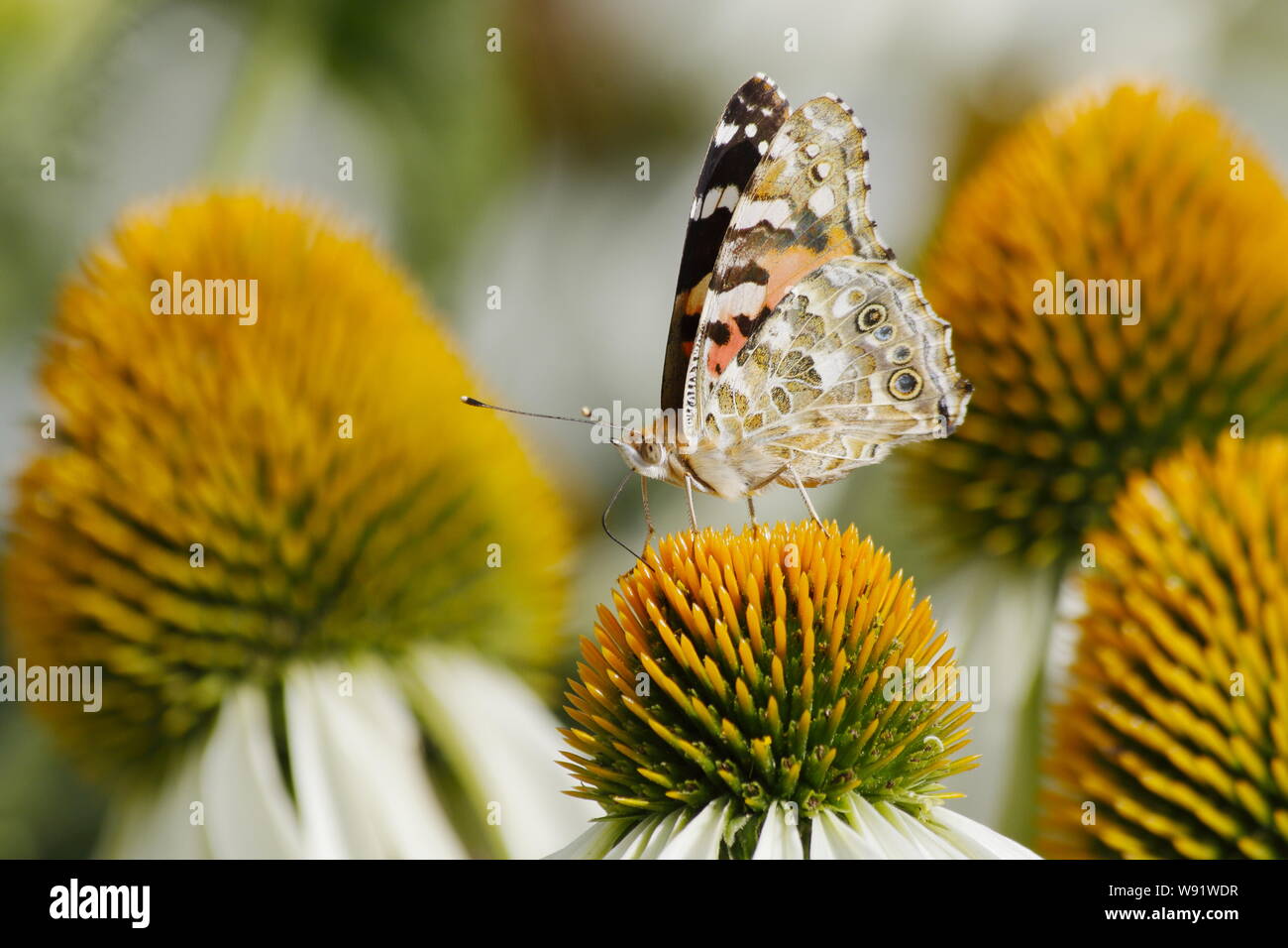 Painted Lady Butterfly - feeding on Echinacea flower Venessa cardui Essex,UK IN001279 Stock Photo