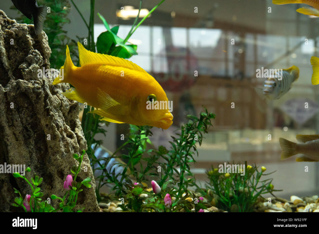 Fish in the aquarium. Tropical fish with corals and algae in the water. Beautiful background of the underwater world Stock Photo